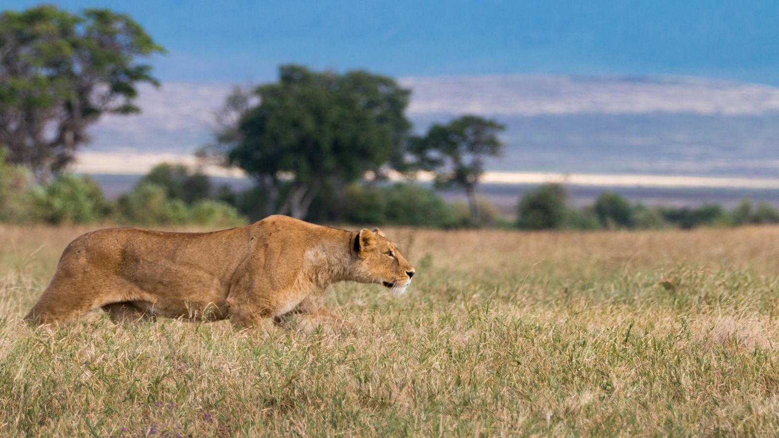 A lioness walking through golden grassland on the floor of the Ngorongoro Crater, Tanzania