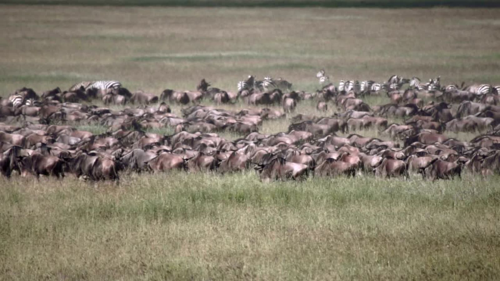 A dense column of wildebeest crossing the Serengeti during the Great Migration