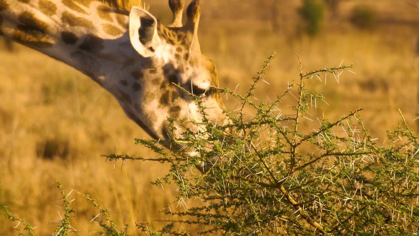 A Maasai giraffe browsing acacia leaves in warm afternoon light