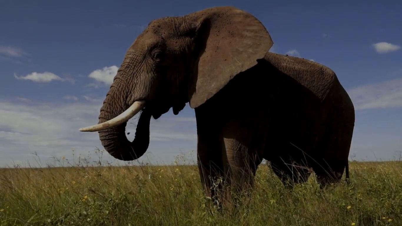 An African bull elephant grazing on open savannah in Tanzania